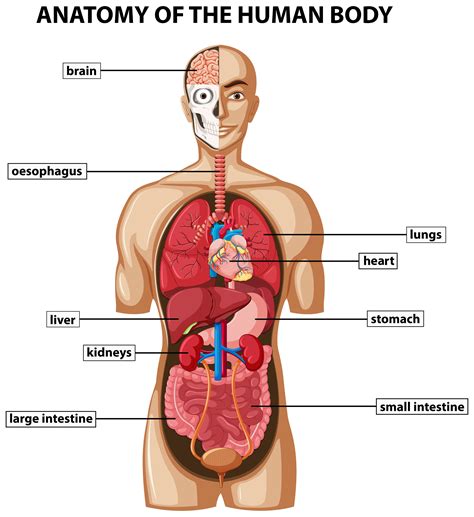 Diagram Dat De Anatomie Van Het Menselijk Lichaam Met Namen Toont