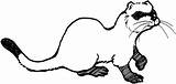 Ferret Coloring Clipart Sable Pages Cliparts Footed Clip Supercoloring Baby Library Clipground sketch template
