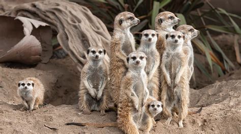 meerkat san diego zoo animals plants