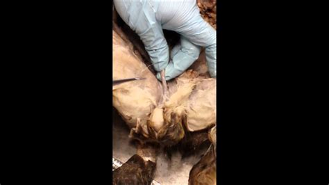 Cat Dissection Male Parts Youtube