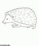 Coloring Animals Hedgehog sketch template