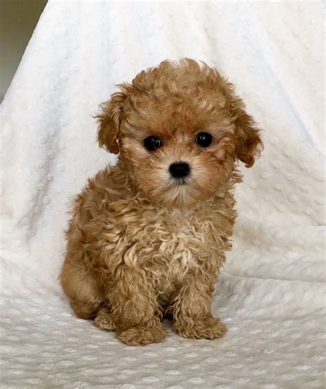 reddish apricot teacup maltipoo puppy iheartteacups