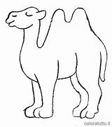 Cammelli Camel Ruler Camels Stampa sketch template
