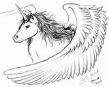 Pegasus Unicorni Lassie Complessi Sketching Unipeg sketch template