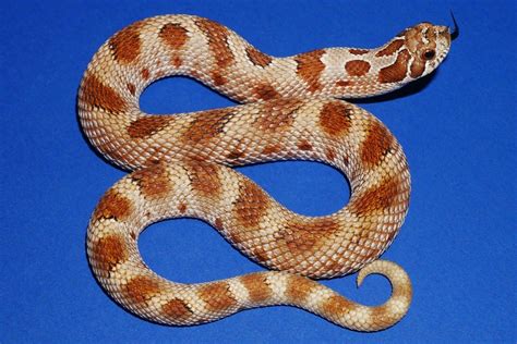 anham red anaconda western hognose snake  het albino male  geckos