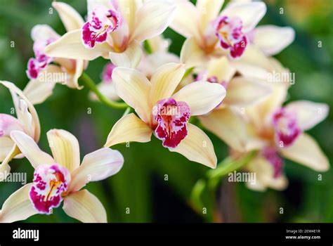 beautiful oriental orchid flowers  botanical garden closeup