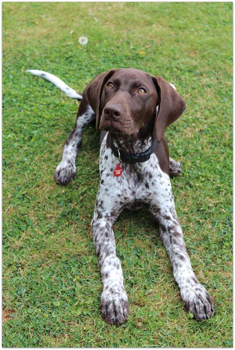 pin  dog german shorthaired pointers