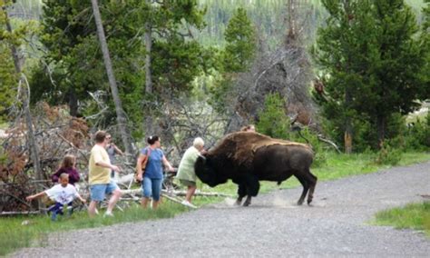 Yellowtone National Park A Bison Attacks Alltrips