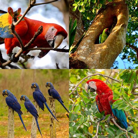 les differentes especes de aras  nous soutenons parrot wildlife foundation