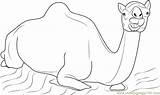 Camel Sitting Coloring Pages Coloringpages101 sketch template