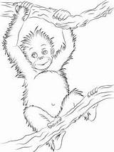 Orangutan Sheets Ausmalen Utan Affe Orangutans sketch template