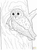 Owl Barn Drawing Snowy Coloring Getdrawings sketch template