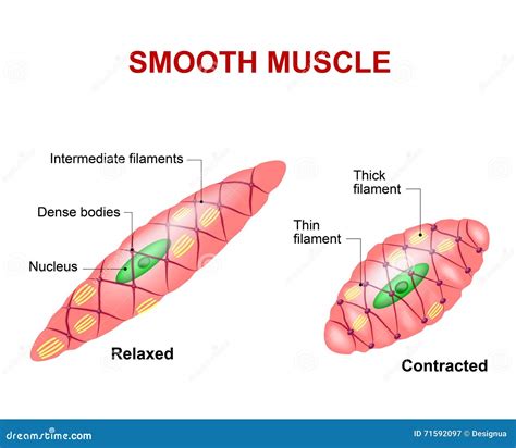 smooth muscle tissue stock vector illustration  autonomic