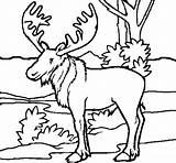 Moose Coloring Pages Forest Animals Printable Color Coloringcrew Colorear Book Print Getcolorings Fresh Animal sketch template