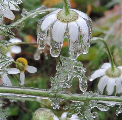 beautiful ice   flower rnatureisfuckinglit