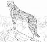 Coloring Cheetah Pages Baby Kids Printable Cheetahs Colouring Color Print Clipart Animals Coloringbay Animal Library Popular Everfreecoloring sketch template