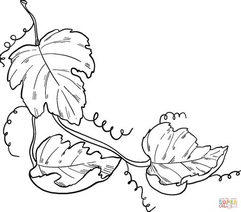 grape vine coloring page  printable coloring pages