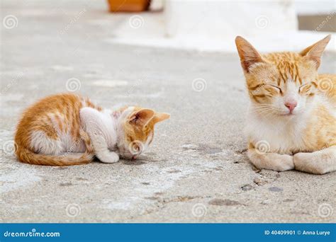 mother cat   sleeping red kitten stock image image