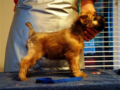 Mackanme Wheatens Jack X Tattle