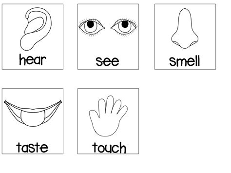 senses preschool printables   senses
