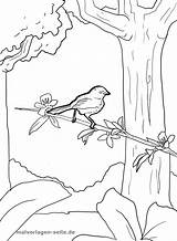 Vogel Malvorlage Baum Ast Ausmalbild sketch template