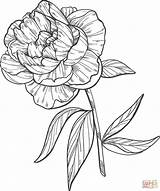 Peony Coloring Pages Printable Drawing Supercoloring Categories sketch template