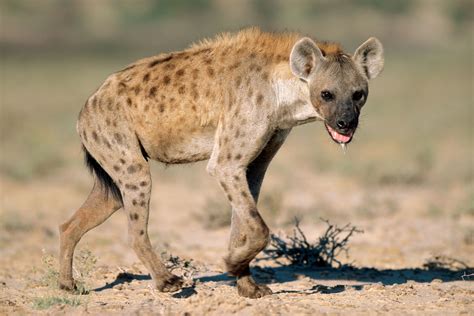 hyena  biggest animals kingdom