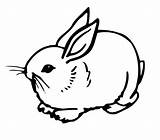 Rabbit Template Bunny Cute Templates Shape Colouring Pages sketch template