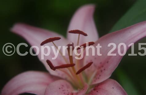 lunapic   photo editor watermark tool