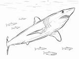 Mako Requin Shortfin Requins Squalo Bull Makos Sharks Ausmalbild Galery Fastest Fishes Primanyc Gratuits Printmania Wickedbabesblog sketch template