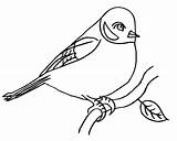 Bullfinch Coloring Pages sketch template