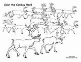 Caribou Coloring Herd sketch template