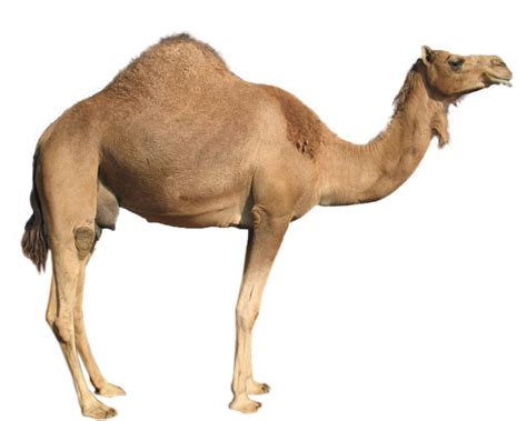 camel  images  clkercom vector clip art  royalty