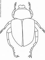Beetle Dung Scarab Drawing Coloring Ancient Egypt Sketch Egyptian Pages Body Parts Drawings Kids Bug Beetles Insect Para Insectos Clearly sketch template