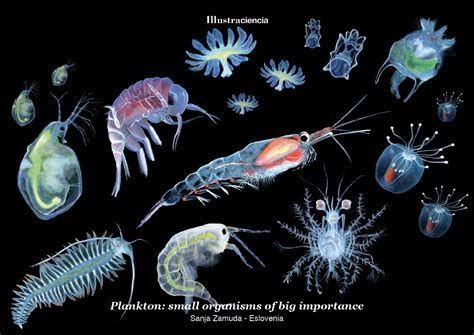plankton small organisms  big importance sanja zamuda