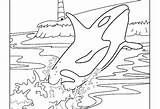 Orca Coloring Pages Getcolorings Printable Print Color sketch template