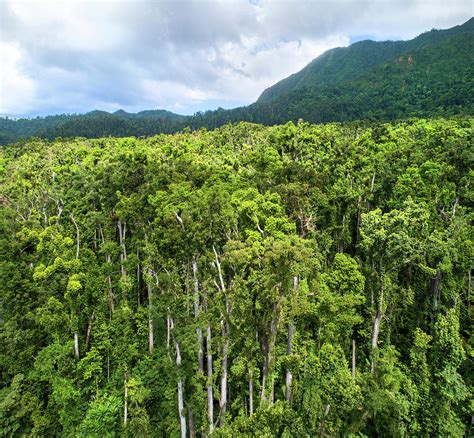 Tropical Rainforest Canopy Dominica Lesser Antilles Photograph By