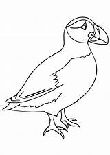 Puffin Coloring Pages Bird Toddlers sketch template