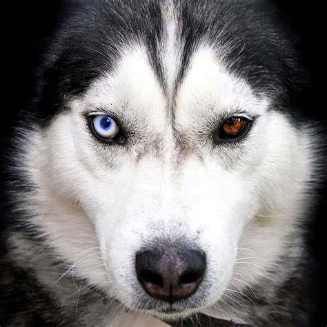 vocal dog breed alive    siberian husky  web