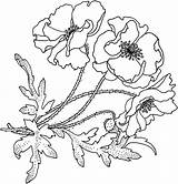 Poppy Coquelicot Golden Coloriage Blooming Coloriages Colorier sketch template