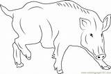 Coloring Swine Wild Pages Boar Coloringpages101 Color sketch template
