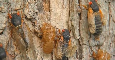 Millions Of Cicadas Set To Emerge After 17 Years