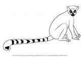Lemur Draw Tailed Ring Drawing Lemurs Step Animals sketch template