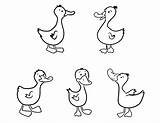 Ducks Little Duck Coloring Five Clipart Pages Printable Kids Print Color Colorear Para Patos Drawing Drawings Animal Worksheets Niños sketch template