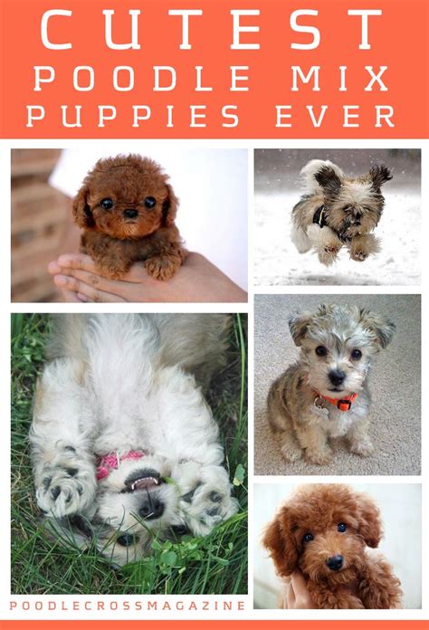 cutest poodle mix puppies  aaahhhh  sweet pinterest