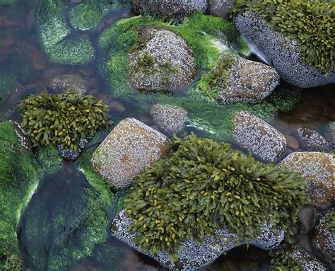 seaweed stock image  science photo library