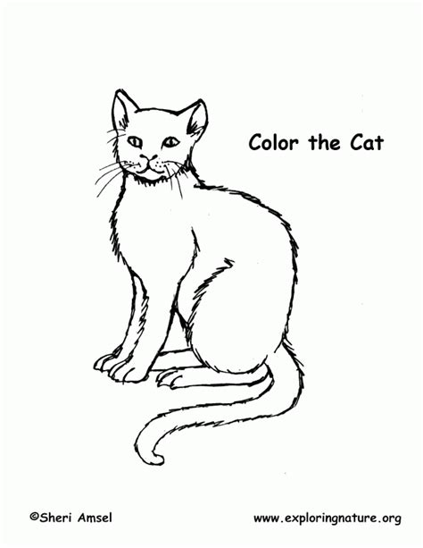 cat coloring page exploring nature educational resource coloring home