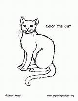 Coloring Cat Educational Exploring Resource Nature Pichers Popular Coloringhome sketch template