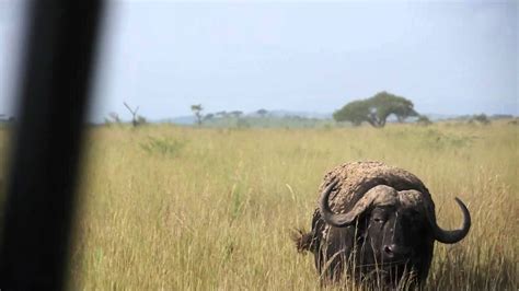escape   charging african buffalo youtube