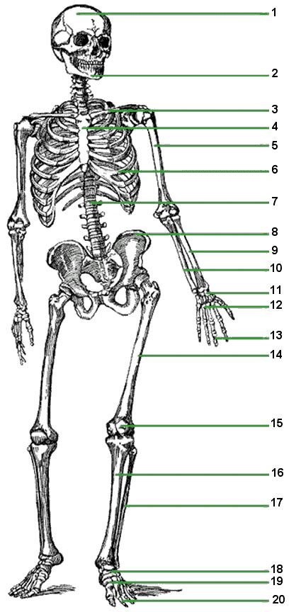 wwwlessontutorcom introduces  skeletal system